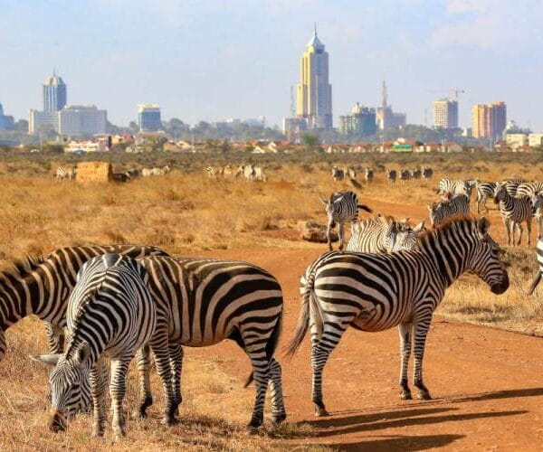 Kenya safari tours from Nairobi