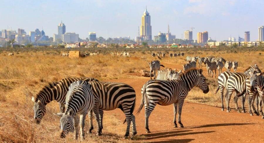 Kenya safari tours from Nairobi